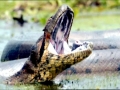Anaconda
