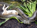 Anaconda