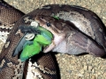 Anaconda