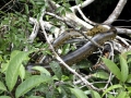 Anaconda