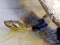 Anaconda