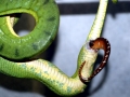 Anaconda
