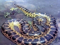Anaconda