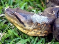 Anaconda