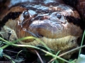 Anaconda