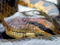 Anaconda