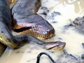 Anaconda