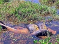 Anaconda