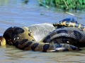 Anaconda