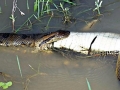 Anaconda