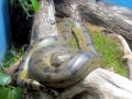 Anaconda