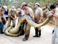 Anaconda