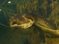 Anaconda
