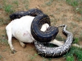 Anaconda
