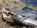Anaconda