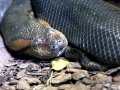 Anaconda