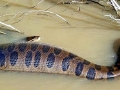 Anaconda