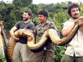 Anaconda