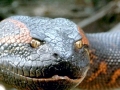 Anaconda