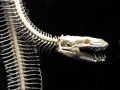Anaconda