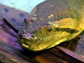 Anaconda
