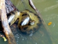Anaconda