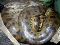 Anaconda