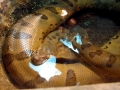 Anaconda