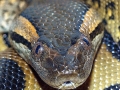 Anaconda