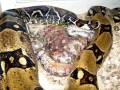 Anaconda