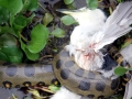 Anaconda