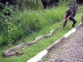 Anaconda