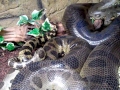 Anaconda
