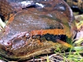 Anaconda