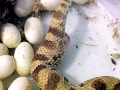 Anaconda