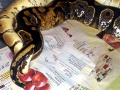Anaconda