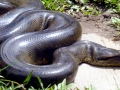 Anaconda