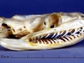 Anaconda