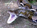 Anaconda