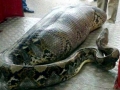 Anaconda