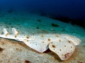 Angel Shark