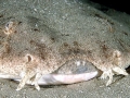Angel Shark