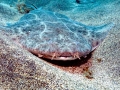 Angel Shark