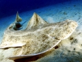 Angel Shark
