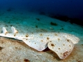 Angel Shark