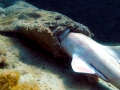 Angel Shark