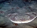 Angel Shark