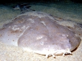 Angel Shark