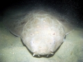 Angel Shark