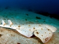 Angel Shark